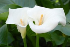 Zantedeschia aethiopica