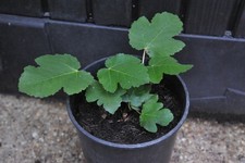 Fig plant Violette de Sollies
