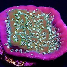 TRUE MONTIPORA UNDATA FRAG-SPS/ FRAG/CORAL/MARINE