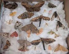 Moths & Butterflies Collection x27 Old/repaired/damaged. See Photos #1971