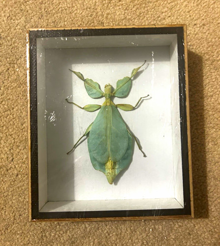 Vintage framed green - framed,