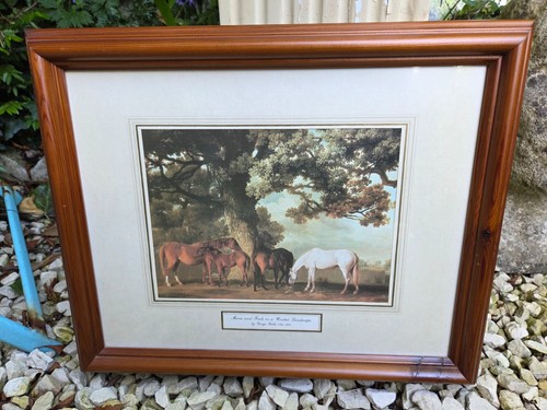 Framed mares and foals - and,