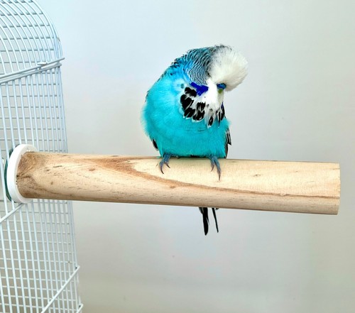 Large natural wooden - wooden, cage
