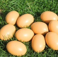 Fake Nest Eggs Wooden Brown