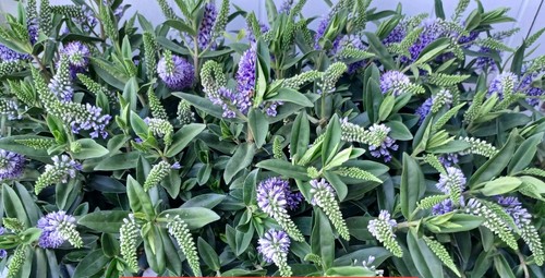 Hebe purple flower outdoor - 1,