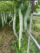 5 x Snake Gourd  seeds / Snake beans seeds/ 蛇瓜