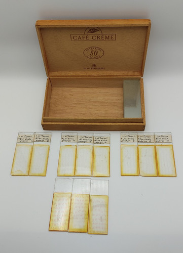 Prepared specimen microscope - prepared,