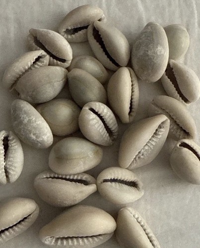 Original natural cowries owo - original,
