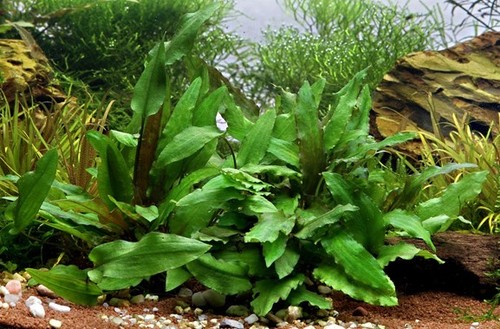 Cryptocoryne wendtii green - x,