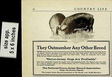 1921 outnumber any other breed - any,