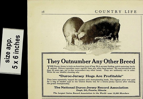 1921 outnumber any other breed - other,