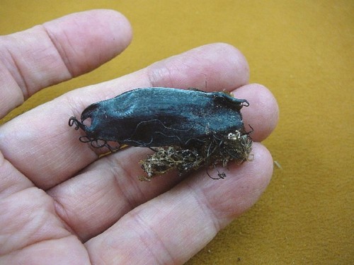 Small catshark egg - small,