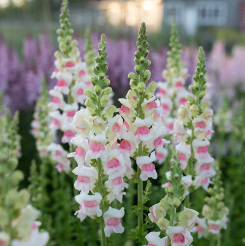 Antirrhinum potomac - antirrhinum,
