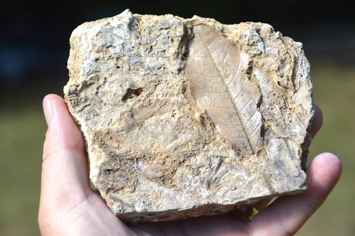 Amazing rare fossil - #44,