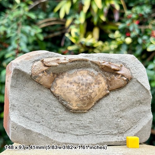 Charybdis complete fossil - charybdis,