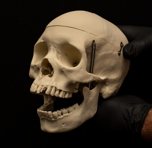Life size human - life, skull