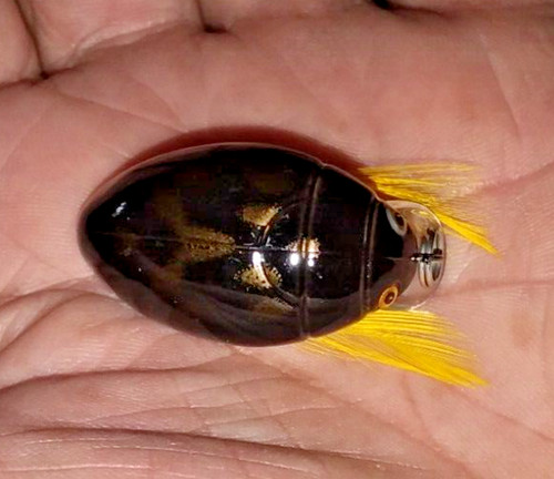 Prunanm water beetle bug - #a~prunanm,
