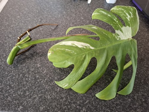 Monstera albo variegated - albo,