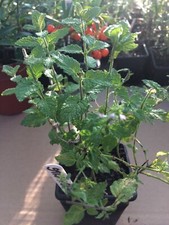 Mixed Herb Plants in 7cm pots