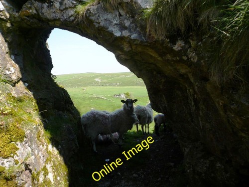 Photo 6x4 natural sheep - 6x4,