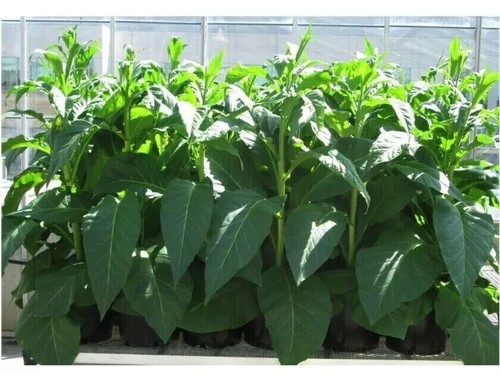 Amber leaf tobacco highly - amber,