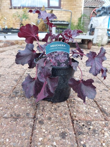 Heuchera forever midnight - heuchera,