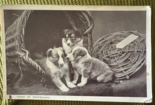 Antique postcard dogs puppies