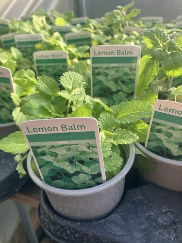 Herb lemon balm plants x3 - herb,
