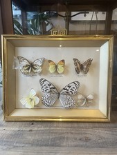 🦋 Vintage Framed Butterfly