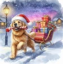 GOLDEN RETRIEVER (66) CROSS