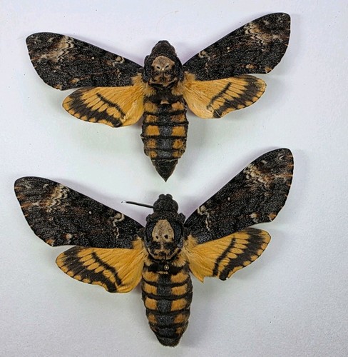 Acherontia atropos a2 - acherontia, 2