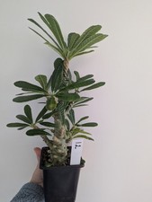 Dorstenia gigas Large/