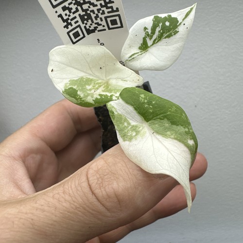 Alocasia scalprum albo - alocasia,