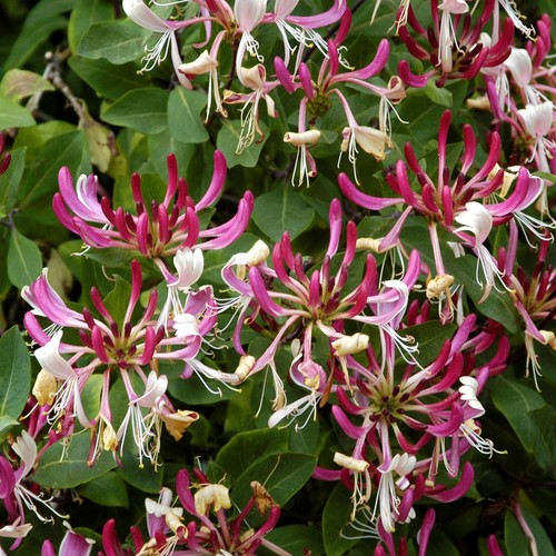 Lonicera serotina late - lonicera,
