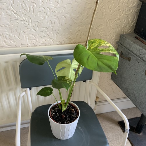 Monstera deliciosa aurea - deliciosa,