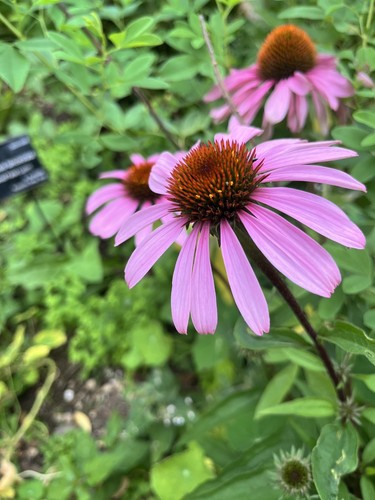 Echinacea purpurea nectar - echinacea,