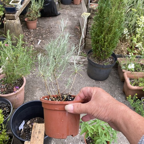 Curry plant helichrysum - curry,