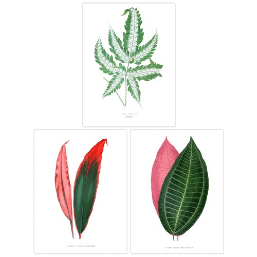 Pack fern frond plant - 3,