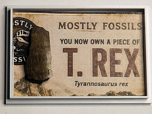 Genuine tyrannosaurus rex - genuine,