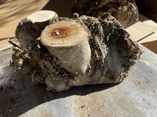 Apple Wood Critch,Mistletoe