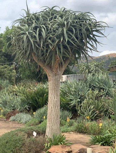 Aloe samson tree starter plant - aloe,