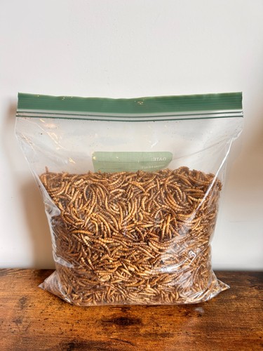 Dried mealworms wild bird - dried,