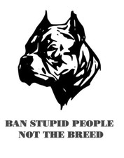 XL american Bully Pitbull Dog