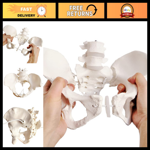 Life size flexible - life,