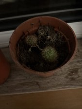 Small cactus plants - x,