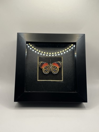 Framed taxidermy specimen a - specimen,