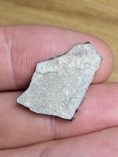 Rare Raptor Egg shell