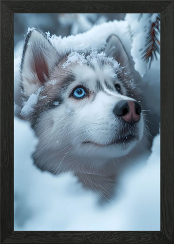 White husky snow dog - husky,