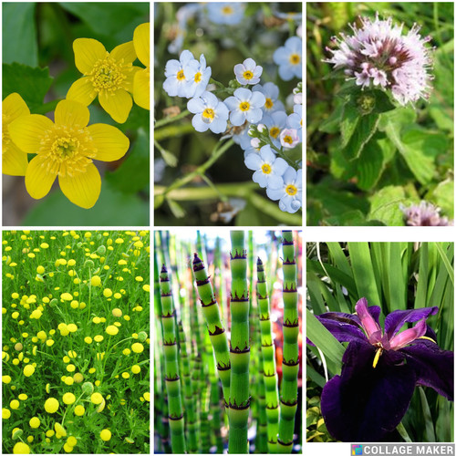 Selection flowering pond - selection,
