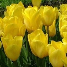 10x Tulips Hybrida Roi Du Midi